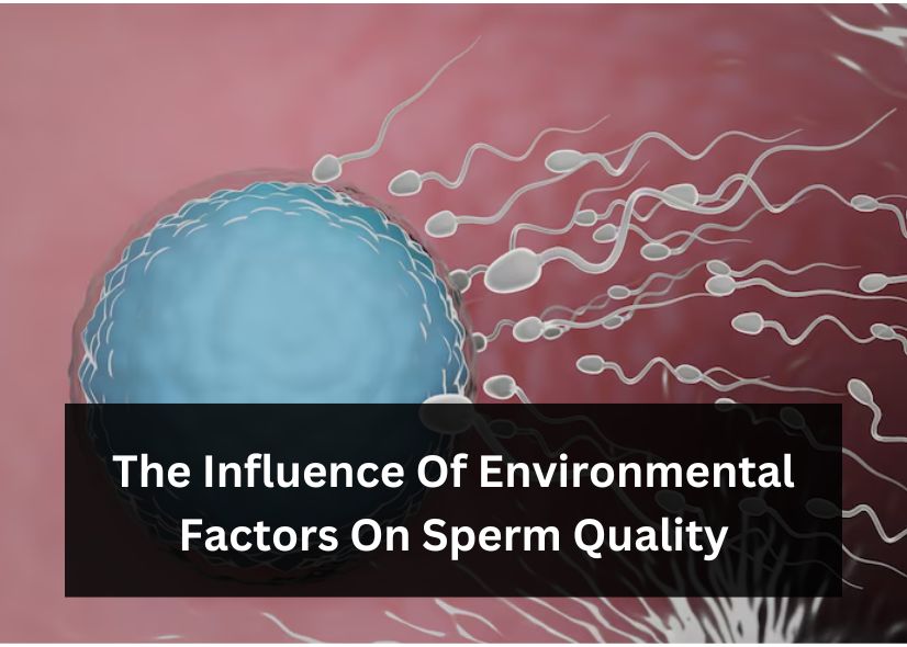 Navigating The Connection Between Sperm Quality And Environmental Factors